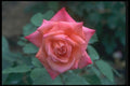 084055 Hybrid Tea Rose, Jean Paul II  A4 Photo Print