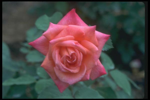 084055 Hybrid Tea Rose, Jean Paul II  A4 Photo Print
