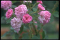 084056 Miniature Roses A4 Photo Print