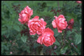 084057 Grandiflora Rose A4 Photo Print