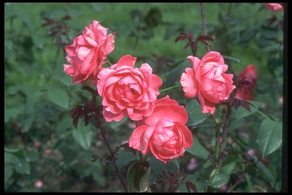 084057 Grandiflora Rose A4 Photo Print