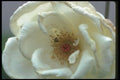 084058 Floribunda Rose A4 Photo Print