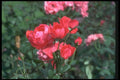 084059 Grandiflora Rose A4 Photo Print