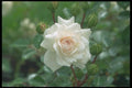 084060 Miniature Rose, Swan  A4 Photo Print