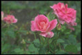 084061 Shrub Rose, Carefree Wonder  A4 Photo Print