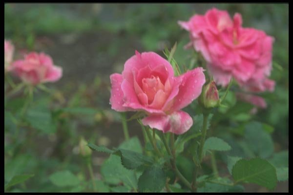 084061 Shrub Rose, Carefree Wonder  A4 Photo Print
