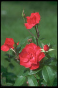 084062 Floribunda Rose, La Sevillana  A4 Photo Print