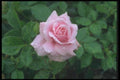 084063 Shrub Rose, Music Maker  A4 Photo Print
