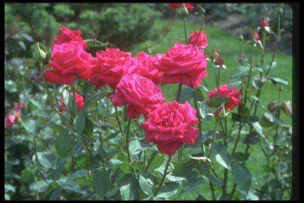 084065 Red Rose A4 Photo Print