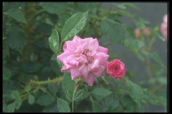 084066 Miniature Rose, Nostalgia  A4 Photo Print