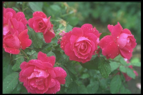 084067 Pink Shrub Rose A4 Photo Print