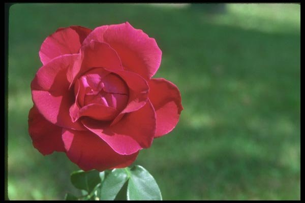 084068 Red Rose A4 Photo Print
