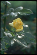 084069 Hybrid Tea Rose, Quebec  A4 Photo Print