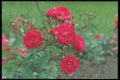 084070 Floribunda Rose, Eutin  A4 Photo Print