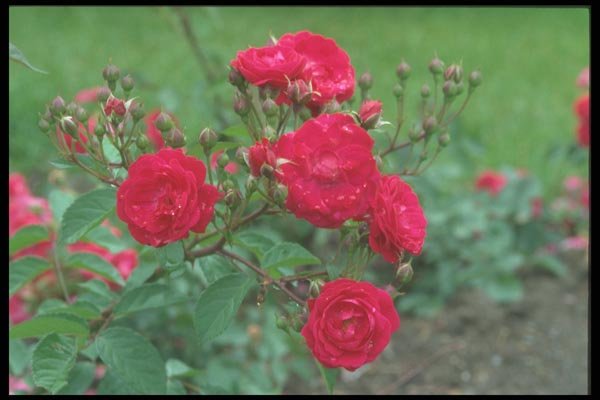 084070 Floribunda Rose, Eutin  A4 Photo Print
