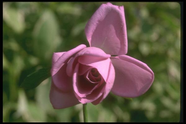 084071 Semi Open Rose A4 Photo Print