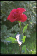 084072 Red Rose A4 Photo Print