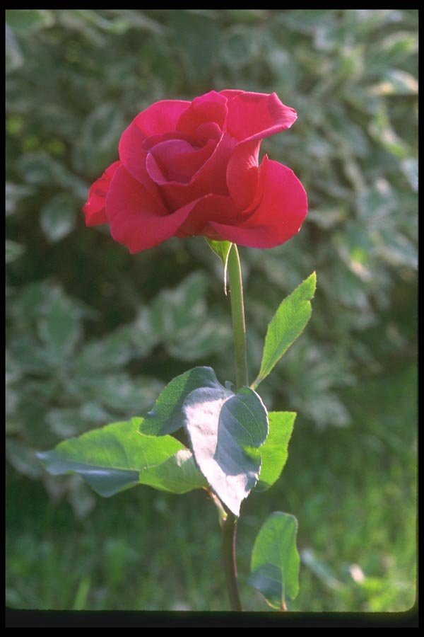 084072 Red Rose A4 Photo Print