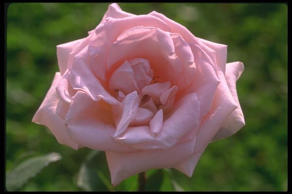 084073 Pink Rose, Sonia  A4 Photo Print