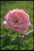 084074 Pink Rose, Sonia  A4 Photo Print