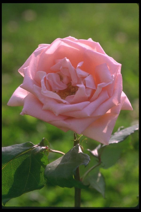 084074 Pink Rose, Sonia  A4 Photo Print