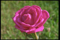 084075 Fuschia Rose A4 Photo Print