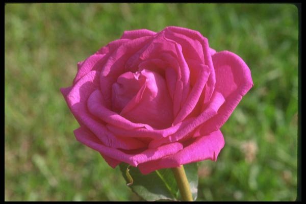 084075 Fuschia Rose A4 Photo Print