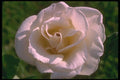 084076 Eggshell White Rose A4 Photo Print