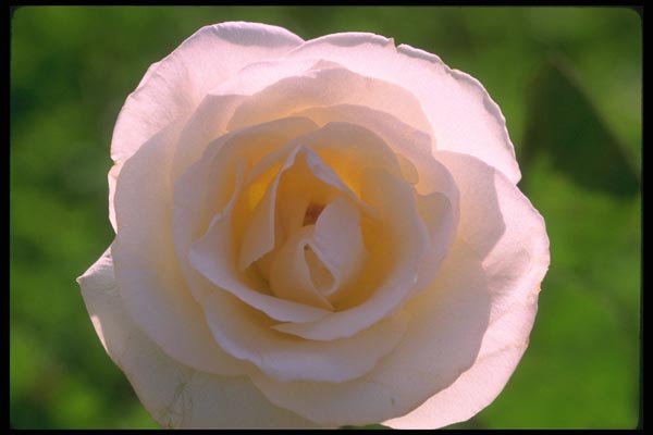 084078 Eggshell White Rose A4 Photo Print