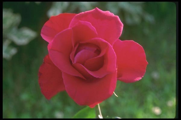 084079 Red Rose A4 Photo Print