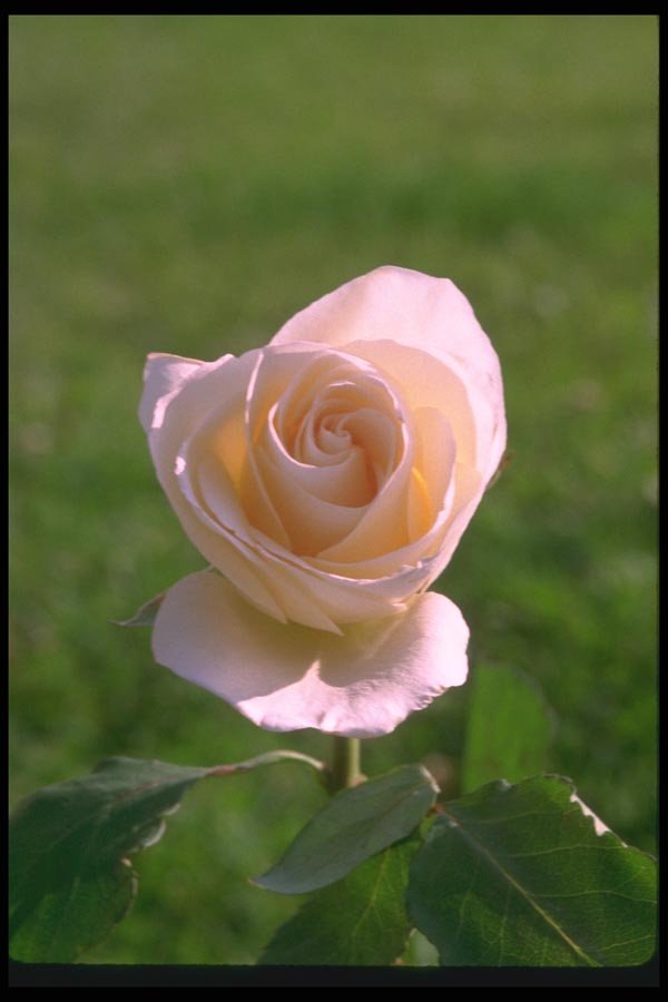 084080 Eggshell White Rose A4 Photo Print