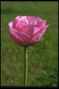 084081 Pink Rose, Sonia  A4 Photo Print