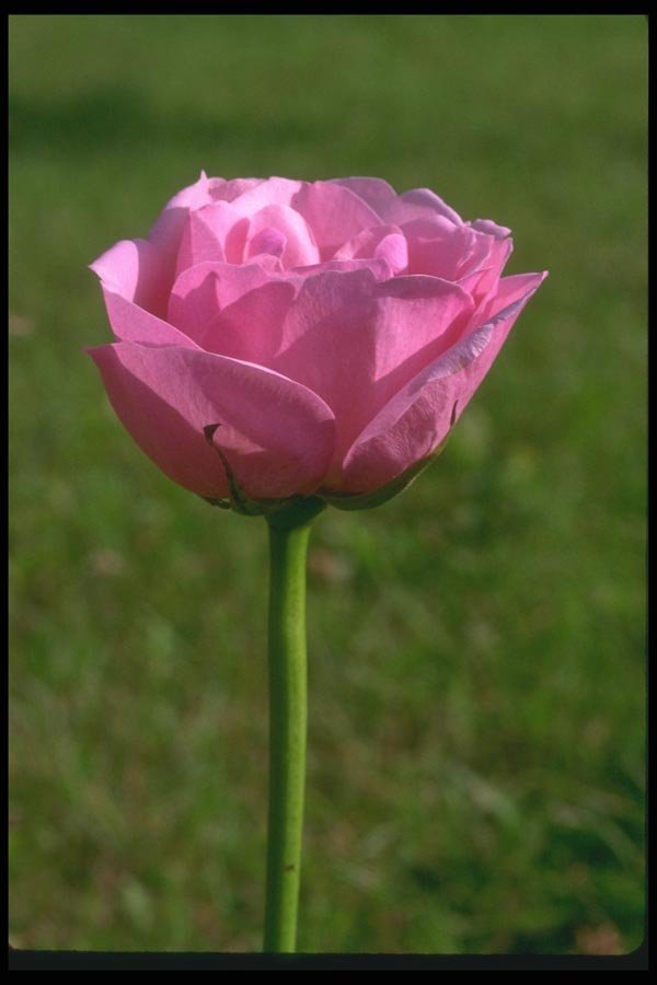 084081 Pink Rose, Sonia  A4 Photo Print