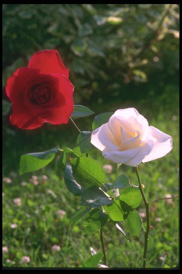 084082 Red And Eggshell White Roses A4 Photo Print