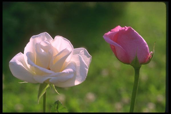 084083 Bridal White And Pink Roses A4 Photo Print