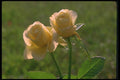 084084 Tea Roses, Golden Emblem  A4 Photo Print