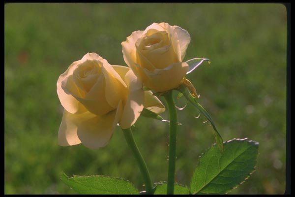 084084 Tea Roses, Golden Emblem  A4 Photo Print