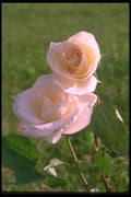 084085 Eggshell White Roses A4 Photo Print