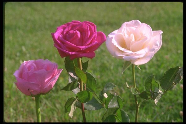 084086 Pink, Fuschia And White Roses A4 Photo Print