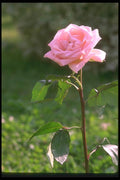 084088 Pink Rose, Sonia  A4 Photo Print