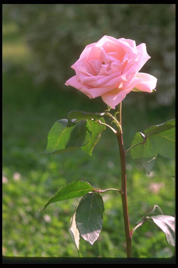 084088 Pink Rose, Sonia  A4 Photo Print