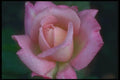 084089 Dew Covered Rose A4 Photo Print