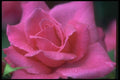 084090 Hybrid Tea Rose, Electron  A4 Photo Print