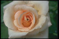 084091 Rosa, Apricot Nectar  A4 Photo Print