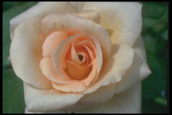 084091 Rosa, Apricot Nectar  A4 Photo Print