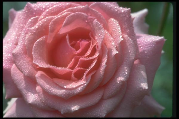 084092 Grandiflora Rose, Tournament Of Rose  A4 Photo Print