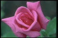 084093 Grandiflower Rose, Prima Donna  A4 Photo Print