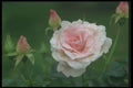084094 Shrub Rose, Morden Blush  A4 Photo Print