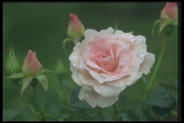084094 Shrub Rose, Morden Blush  A4 Photo Print