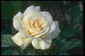 084095 Hybrid Tea Rose, Double Delight  A4 Photo Print